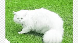 We did not find results for: Persian Cat Asian Semi Longhair British Semi Longhair Kitten Domestic Long Haired Cat Kitten Mammal Animals Cat Like Mammal Png Pngwing