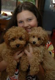 Reviews of valley view hot springs 2 people have reviewed this location. Valley View Dog Breeders Customer Testimonials