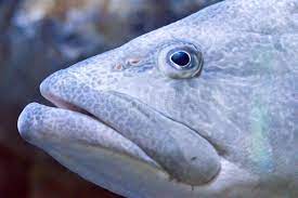 close up face of giant grouper fish stock image image of noddle grouper fish grouper close up faces