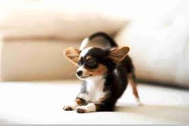 Top 10 Smallest Dog Breeds In The World Svgmaroc In 2020 Dog Breeds Dangerous Dogs Small Dogs