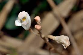 Image result for Didymoplexis