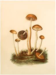 Search through 623,989 free printable colorings at getcolorings. 24 Mushroom Images Vintage The Graphics Fairy