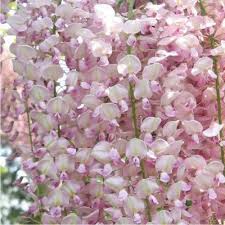 Glycine De Chine Rose Glycine De Chine Glycine Fleur Rose