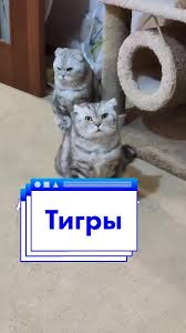We did not find results for: Dressirovshik Ot Mihail Boyarskij Populyarnye Pesni V Tiktok Tiktok