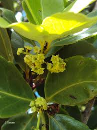 Image result for Elaeodendron croceum