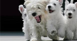 Naturally You Want The Very Best For Your Dog Simply Because He Or She Deserves The Very Best That S Why Cesar Reg Canine Westie Dogs White Terrier Westies