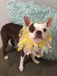 We work closely with other rescues as well as the animal control departments of various municipalities in the houston area to place dogs in loving, permanent homes. Dog Adoption In Katy Tx 77494 Boston Terrier Dog Taco