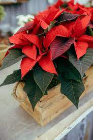 West Coast Gardens Destination Garden Centre In Surrey Bc Poinsettia Plant Poinsettia Care Flower Pot Design