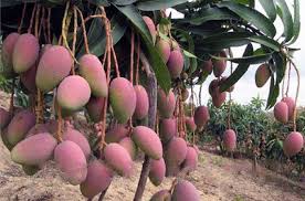 Anak pokok kawin cepat berbuah. Cara Menanam Mangga Agar Cepat Berbuah Juru Kebun