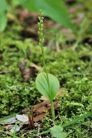 Image result for Malaxis