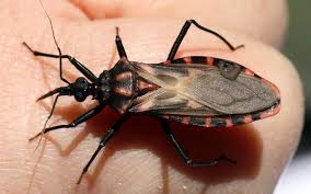 Maybe you would like to learn more about one of these? A Kissing Bug Does It Live In Pennsylvania The Pest Rangers