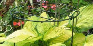 6 pack plant support plant stakes, leobro metal plant supports for the garden, plant cage, plant support ring, plant support stake for tomato a wide variety of garden plant tunnel options are available to you, such as pressure treated wood type, feature, and plastic type. Round Shape Grow Through Plant Supports For Crowed Flowerbeds