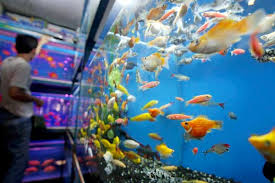 Atau pengen tau cara merawat dan memelihara ikan air tawar, ikan air laut, dan ikan air payau serta ikan hias yang baik dan benar? 5 Langkah Budidaya Ikan Hias Yang Bisa Kamu Coba Menjanjikan