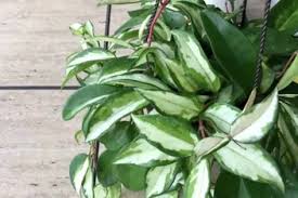 We did not find results for: Hoya Krimson Queen Vs Princess Confusion Solved Difference Similarities Diary For Gardening