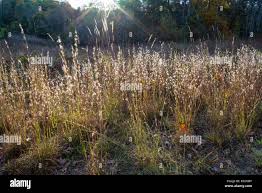 Image result for Schizachyrium brevifolium