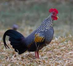 All 18 species of penguin are unable to fly, and are in fact better built for swimming and diving, which they spend the majority of their time doing. Why Can T Chickens Fly Siowfa16 Science In Our World Certainty And Controversy