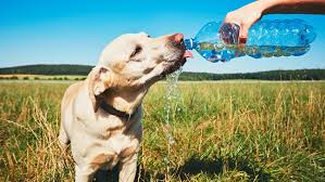 Image result for hot weather photos
