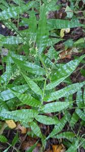 Image result for Oplismenus undulatifolius