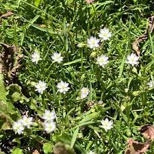 Image result for Kohautia caespitosa