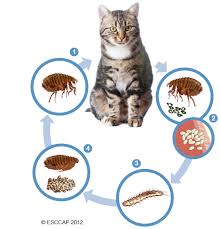 Kutu pada kucing memiliki nama ilmiah ctenocephalides felis. Kutu Tungau Pinjal Dan Caplak Ektoparasit Tri Daya Varuna