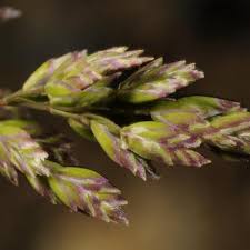 Image result for Poa binata