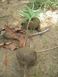 Image result for Trochomeria macrocarpa