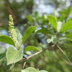 Image result for Terminalia phanerophlebia
