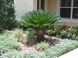 Check spelling or type a new query. Pin On Ornamental Trees