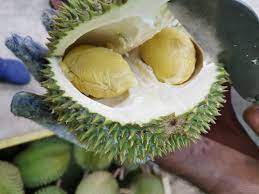 Buah ini juga terkenal dengan harga yang mahal. Kenali Raja Buah Malaysia 7 Jenis Durian Terbaik Yang Perlu Dinikmati Sekarang