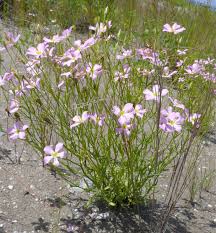 Image result for Sebaea leiostyla