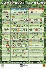 Vegetable Garden Layout 7 Best Design Secrets Garden Layout Vegetable Vegetable Garden Layout Design Garden Layout