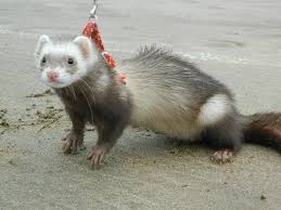 Uron Quiero Uno Animals And Pets Pets Animals