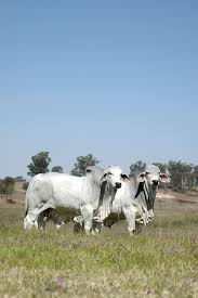 We did not find results for: Australian Brahman Breeders Association Limited Animals Animal Lover Cute Animals