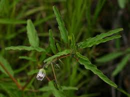 Image result for Monsonia angustifolia