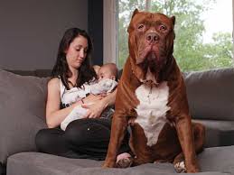Chó pitbull được mệnh danh là chúa tể chó chọi. Giá»'ng Cho Pitbull Chua Tá»ƒ Cá»§a Nhá»¯ng Dong Cho Chiáº¿n Sieu Pet