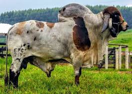 Pin By Stephen Craig On Rodeo Bulls Animals Beautiful Bucking Bulls Animals With Horns