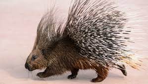 The term covers two families of animals, the old world porcupines of family hystricidae. Woman Eats Porcupine Quill Without Realizing It