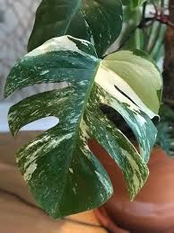As all monstera plants this this product is a cutting of a monstera albo variegata plant. Variegated Monstera Deliciosa Care And Propagation Plantophiles