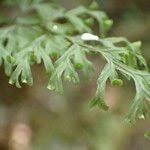 Image result for Hymenophyllum kuhnii