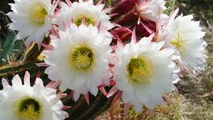 Is that cactus a bastion of potable water, or will you regret your efforts to get past its perilous spines? Feeding Your Desert Garden You Re Probably Doing It Wrong