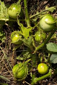 Image result for Solanum macrocarpon