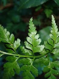 Image result for Asplenium adiantum-nigrum
