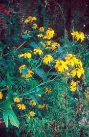 Image result for Vernonia centaureoides