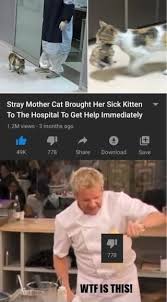 Stray Mother Cat Brought Her Sick Kitten To The Hospital To Get Help Immediately 1 2m Views Months Ago 778 Share Download Save Ifunny In 2020 Really Funny Memes Really Funny Funny Relatable Memes