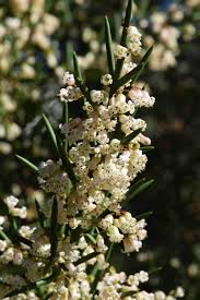 Image result for Colletia