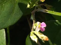 Image result for Teramnus labialis