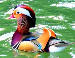 Mandarin Wood Duck Cross Stitch Chart Animals Beautiful Beautiful Birds Most Beautiful Birds