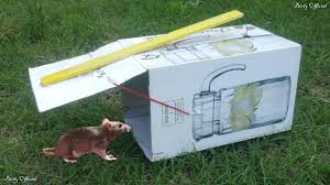 We say to use a shoebox because they tend to be fairly thick you can use this trap to make a homemade rap trap, and it's a lot more effective than many of the other humane traps that we've mentioned. How To Make Paper Box Mouse Trap Homemade Humane Mouse Rat Trap How To Catch A Mouse