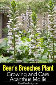 Bear S Breeches Plant Acanthus Mollis Growing And Care Plants Herbaceous Perennials Flowers Perennials