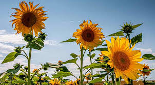 Bild sonnenblume zum ausdrucken van goch. Sonnenblumen Da Komme Ich Nicht Dran Vorbei Pyrolirium